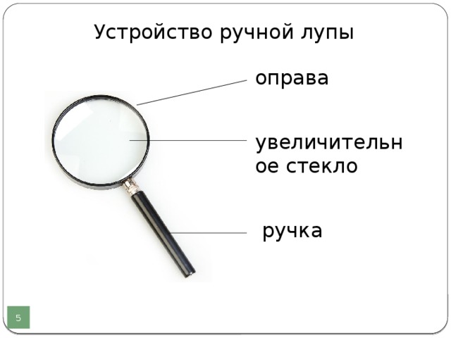 Чем можно заменить лупу в домашних условиях Лабораторный практикум по биологии в 5 классе