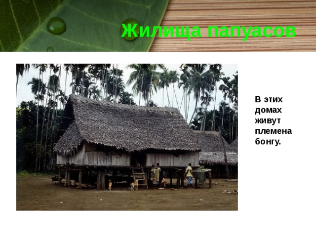 Жилища папуасов В этих домах живут племена бонгу. 