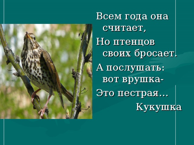 Всем года она считает, Но птенцов своих бросает. А послушать: вот врушка- Это пестрая…  Кукушка