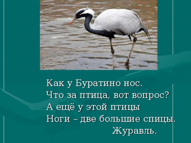 Как у Буратино нос. Что за птица, вот вопрос? А ещё у этой птицы Ноги – две большие спицы.  Журавль.