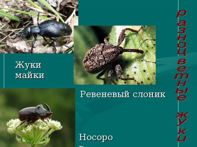 Жуки майки  Ревеневый слоник Носорог