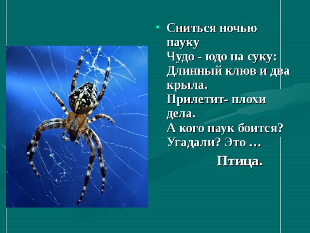Сниться ночью пауку   Чудо - юдо на суку:   Длинный клюв и два крыла.   Прилетит- плохи дела.   А кого паук боится?   Угадали? Это …