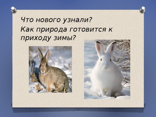 Природа готовится. Живая природа готовится к приходу зимы. Как готовится природа к наступлению зимы. Многое изменилось в жизни животных с приходом зимы. Как меняется жизнь животных с приходом зимы.