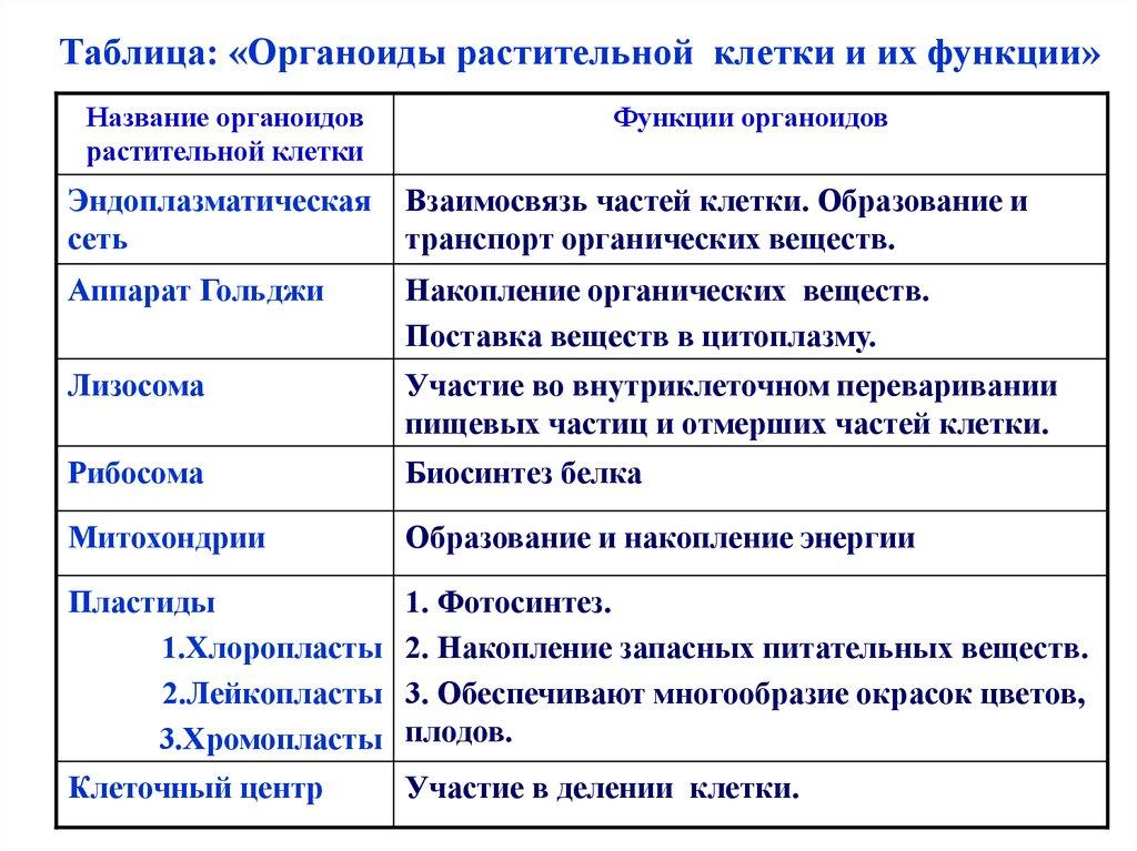 Строение и функции органоидов клетки: таблица, как … Foto 16