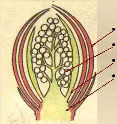 Покажите стрелками и подпишите на рисунке зачаточное соцветие
