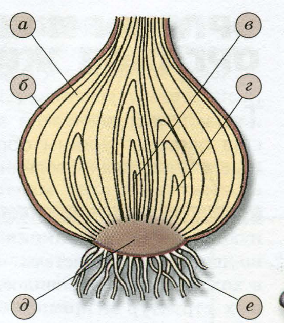 Рассмотрите рисунок луковицы лука и выполните задания