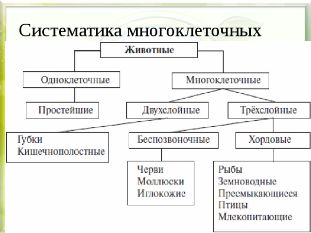 Таблица разнообразие животных