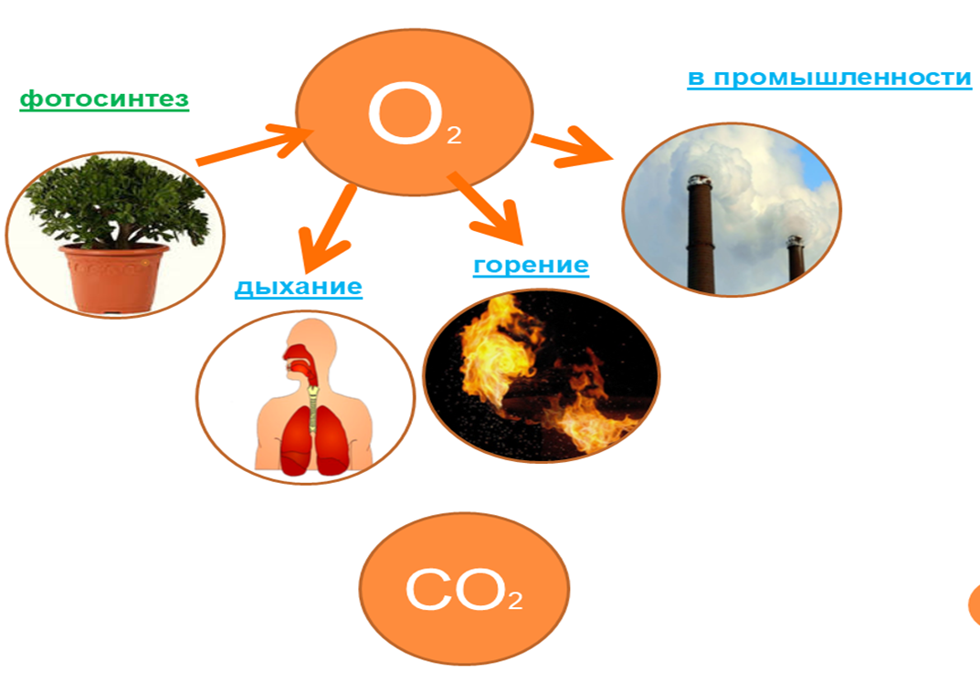 Кислород в природе. Круговорот кислорода в природе. Роль кислорода в природе. Значение кислорода в природе. Какова роль кислорода в процессе
