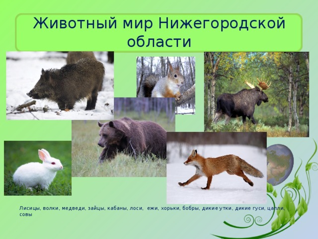 Животный мир Нижегородской области Лисицы, волки, медведи, зайцы, кабаны, лоси, ежи, хорьки, бобры, дикие утки, дикие гуси, цапли, совы 