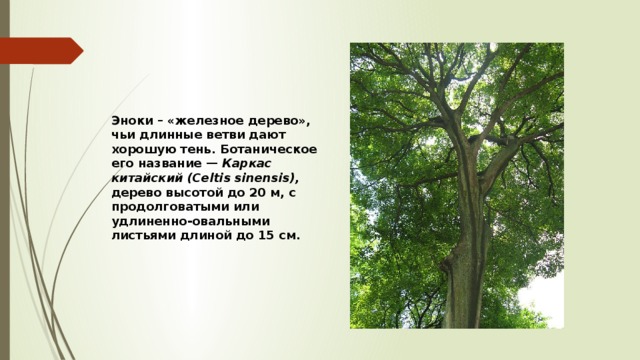 Эноки  – «железное дерево», чьи длинные ветви дают хорошую тень. Ботаническое его название — Каркас китайский (Celtis sinensis), дерево высотой до 20 м, с продолговатыми или удлиненно-овальными листьями длиной до 15 см. 