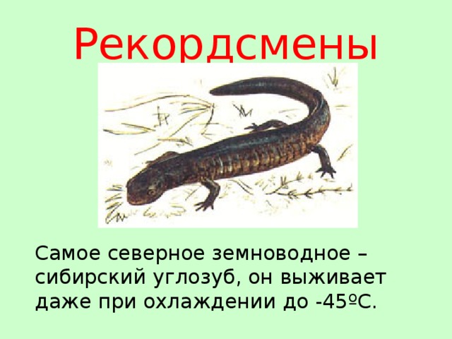 Сибирский углозуб презентация