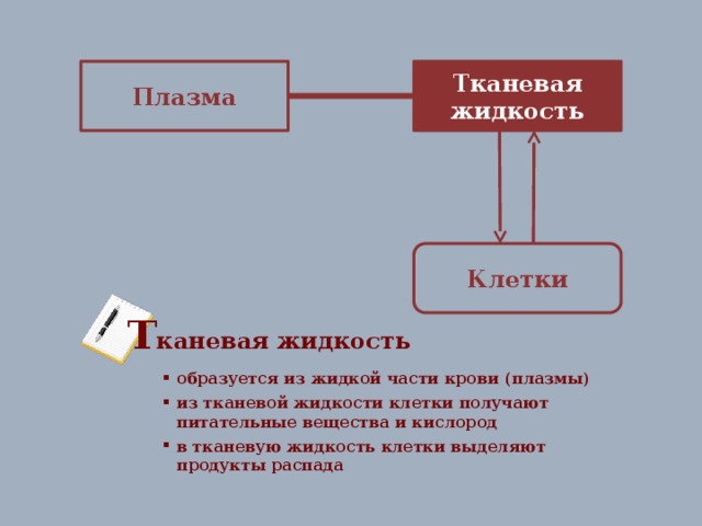 Плазма Тканевая жидкость Клетки Т каневая жидкость