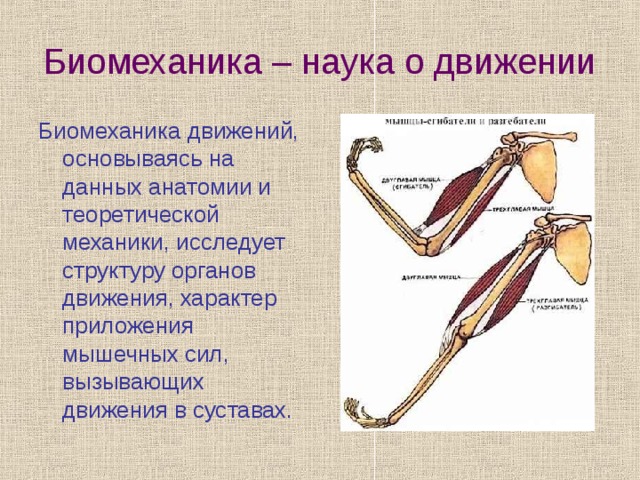 Органы движения характеристика