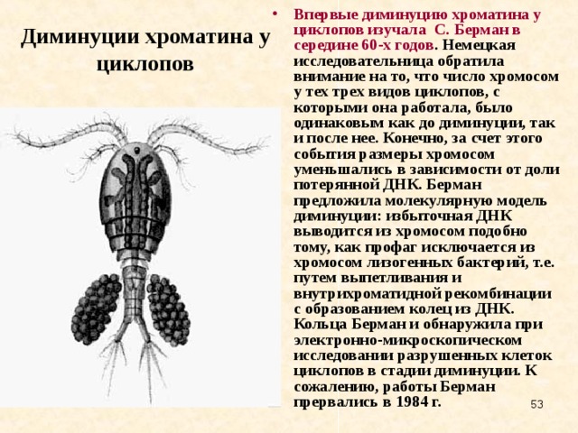 Циклоп картинки биология