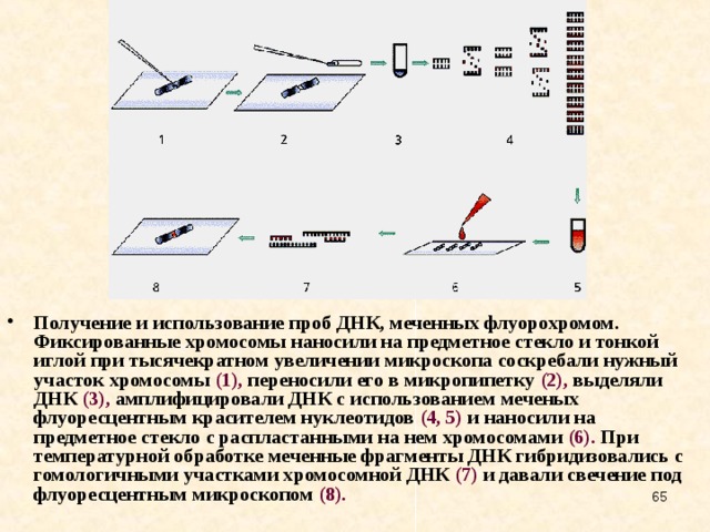 В изображенном на рисунке опыте экспериментатор прикоснулся тонкой иглой к гидре вариант 6