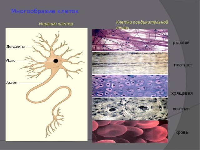 Многообразие клеток Клетки соединительной ткани Нервная клетка рыхлая плотная хрящевая костная кровь