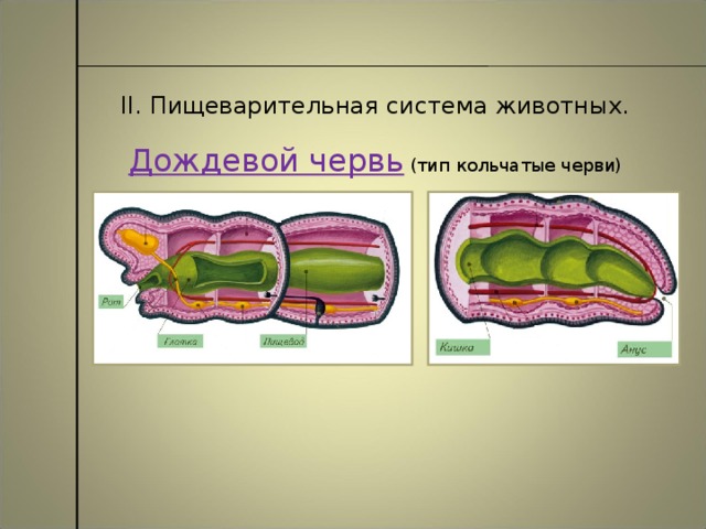 II. Пищеварительная система животных. Дождевой червь (тип кольчатые черви)