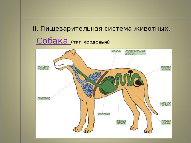 II. Пищеварительная система животных. Собака (тип хордовые)