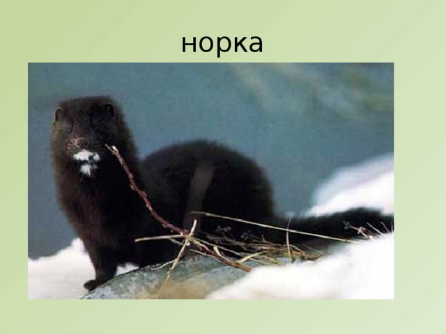 норка 