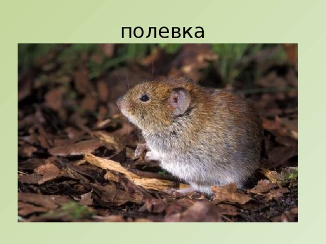 полевка 