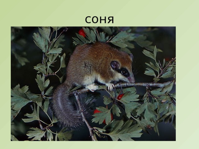 соня 