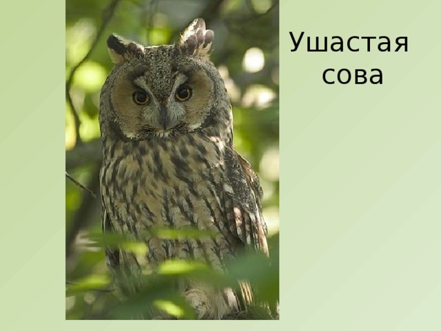 Ушастая  сова 