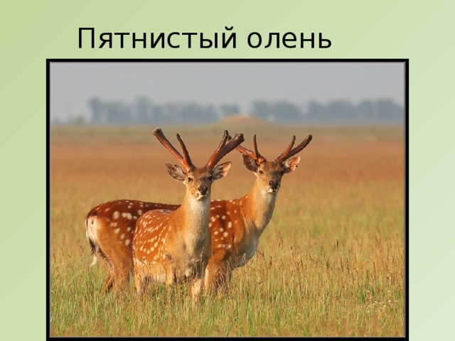 Пятнистый олень 