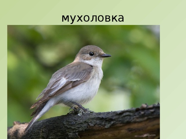 мухоловка 