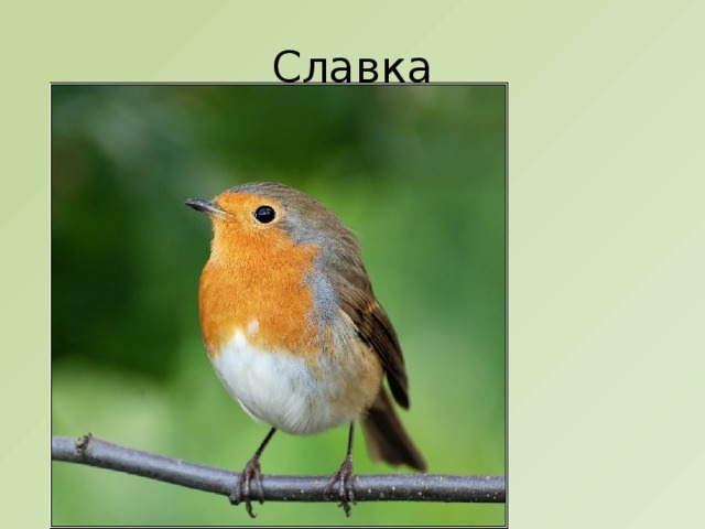 Славка 