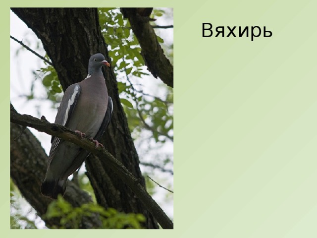 Вяхирь 