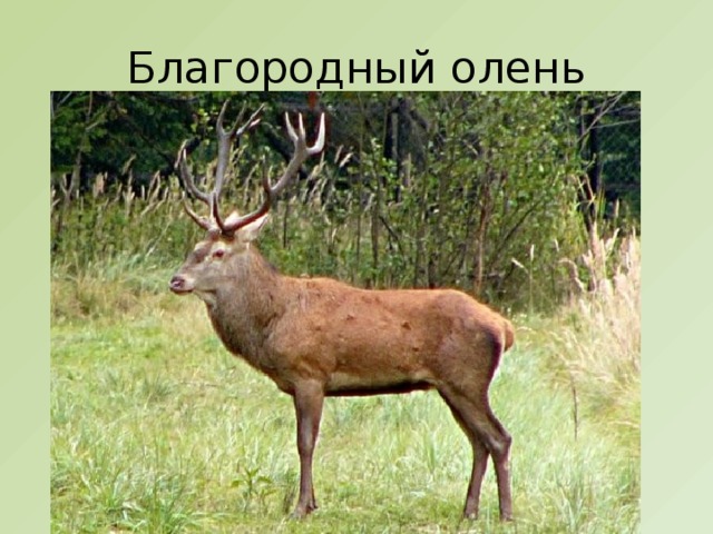 Благородный олень 