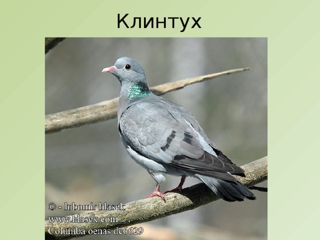 Клинтух 