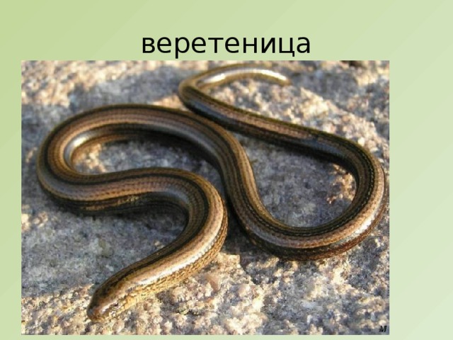 веретеница 