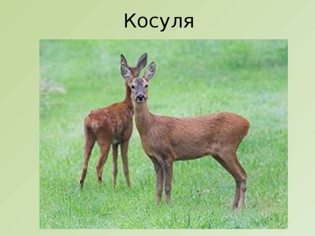 Косуля 