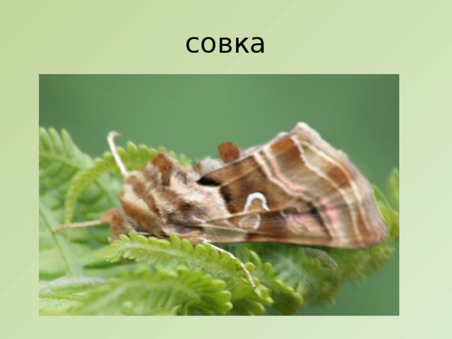 совка 