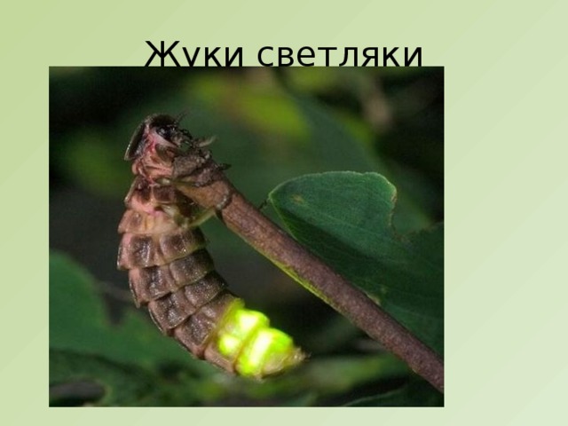 Жуки светляки 