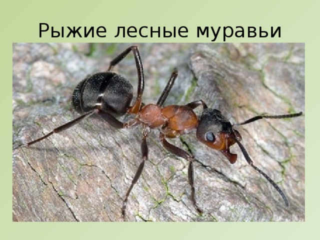 Рыжие лесные муравьи 