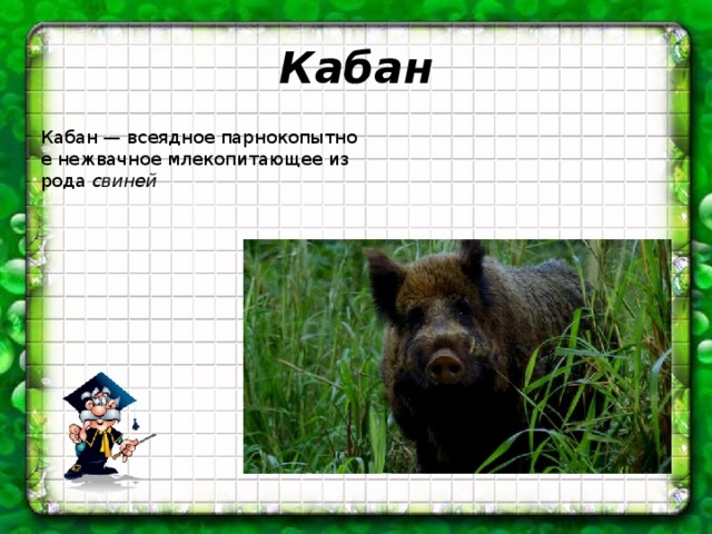 Кабан Кабан — всеядное парнокопытное нежвачное млекопитающее из рода  свиней   