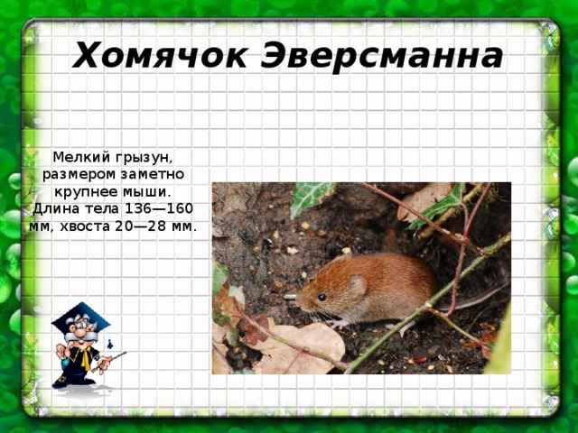 Хомячок Эверсманна Мелкий грызун, размером заметно крупнее мыши. Длина тела 136—160 мм, хвоста 20—28 мм. 