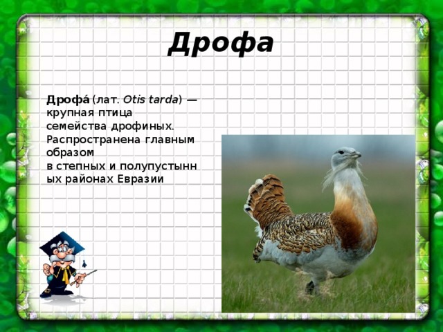 Дрофа Дрофа́  (лат.  Otis tarda ) — крупная птица семейства дрофиных. Распространена главным образом в степных и полупустынных районах Евразии 