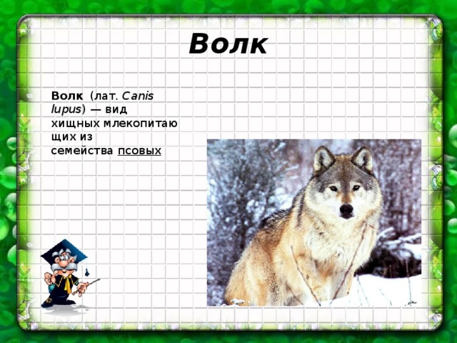 Волк Волк  (лат.  Canis lupus ) — вид хищных млекопитающих из семейства  псовых   