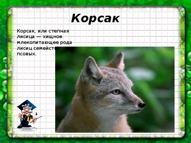 Корсак Корсак, или степная лисица — хищное млекопитающее рода лисиц семейства псовых. 