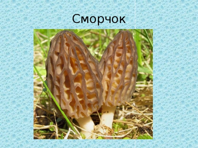 Сморчок 