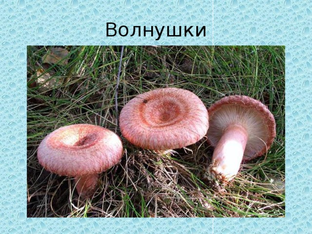 Волнушки 