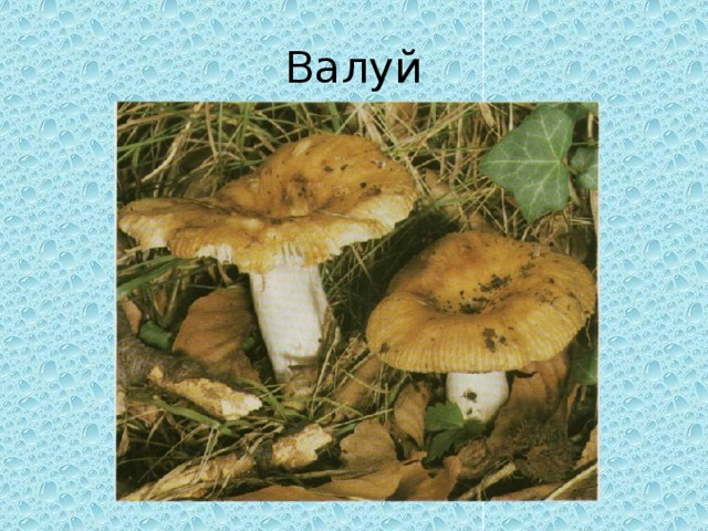 Валуй 