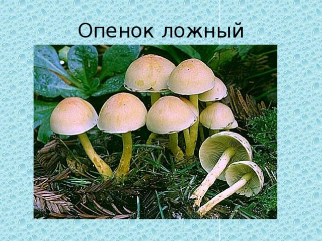 Опенок ложный 