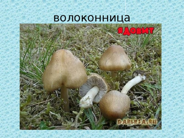  волоконница 