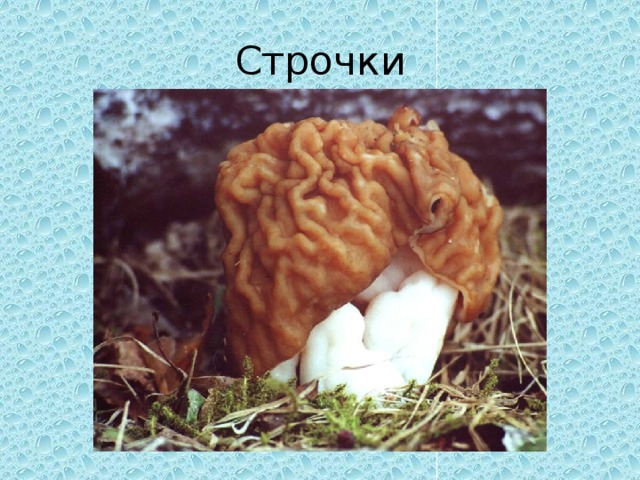 Строчки 