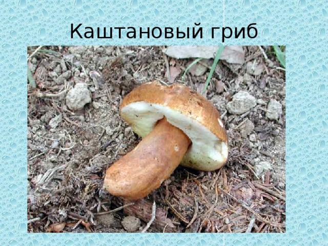 Каштановый гриб 