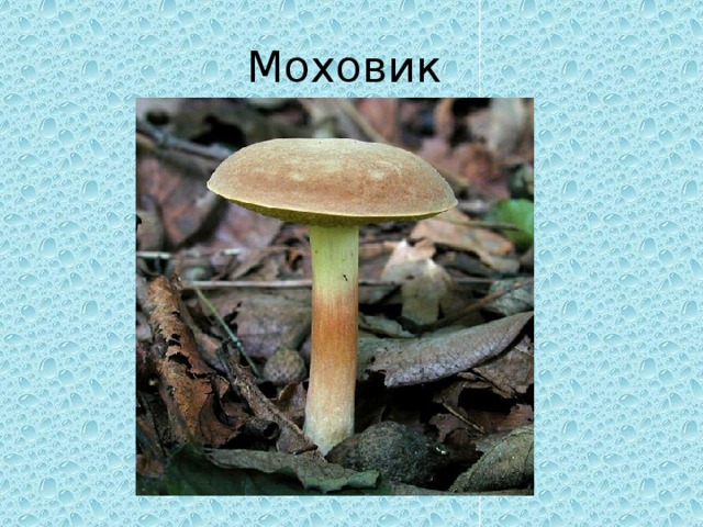 Моховик 